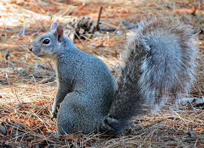 western gray squirrel range