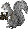 Squirrel Gazer