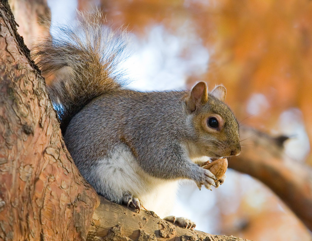 A Sneaky Squirrel&#39;s Guide to Hiding Nuts - Squirrel Gazer